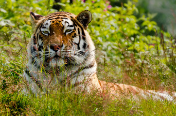 Tired dangerous tiger resting in the grass