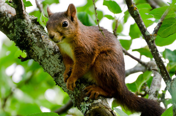 Red squirrel (Sciurus vulgaris)