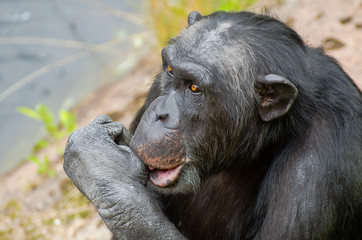 Chimpanzee sucking his thumb