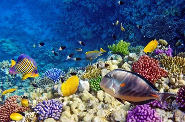 Fotobehang Koraal en vissen in de Rode Zee.Egypte © BRIAN_KINNEY