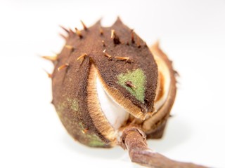 Fototapeta premium Single chestnut unfolding, isolated towards white background