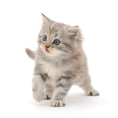 Kitten on a white background