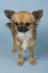 Obraz premium chihuahua on blue background