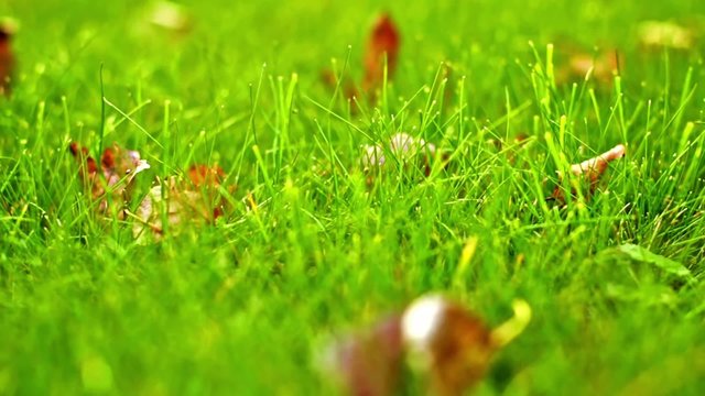 Grass and autumn leaves