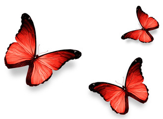 Three red butterflies, isolated on white