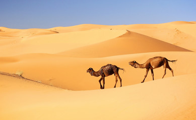 Camel caravan in the Sahara desert, Morocco