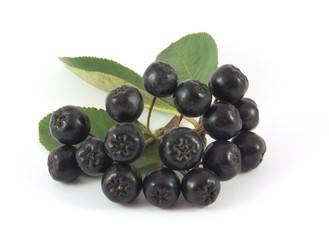Rowan on a white background