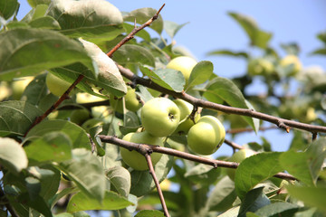 Apple tree with apples over blue sky on a summer day
