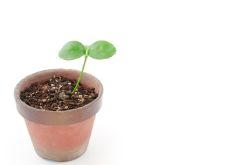 白バックの夏みかんの芽