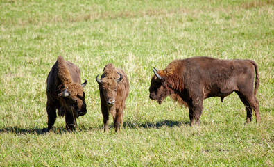 European bison © Serg Zastavkin