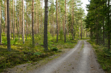 Road into a pine forest
