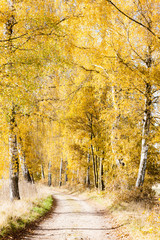 autumnal birch alley