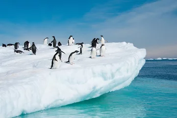 Gardinen Adelie-Pinguine springen vom Eisberg © Asya M