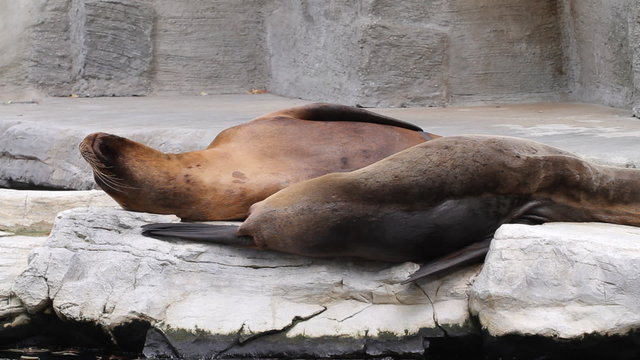 Two fur seals play on the rock