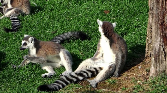 ring-tailed lemurs