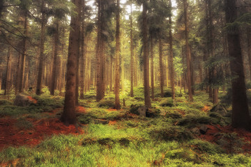 Misterious forest © majkeljj