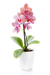 Pink orchid in a white flowerpot - obrazy, fototapety, plakaty
