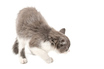 Grey and white kitten