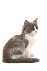 Grey and white kitten