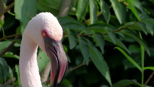 flamingo close-up