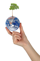 Tree on Earth as a symbol of peace.Elements of this image furnis