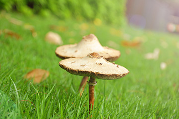 Small mushrooms on the green grass
