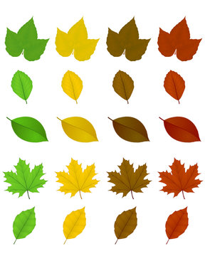 Différentes feuilles d’arbres, de différentes teintes