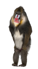 Obraz premium Mandrill standing, Mandrillus sphinx, 22 years old