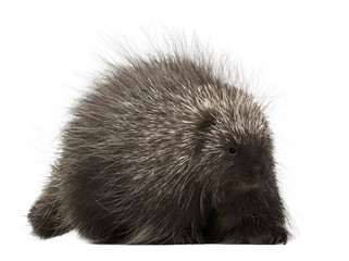 North American Porcupine, Erethizon dorsatum