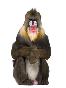 Mandrill sitting, Mandrillus sphinx, 22 years old