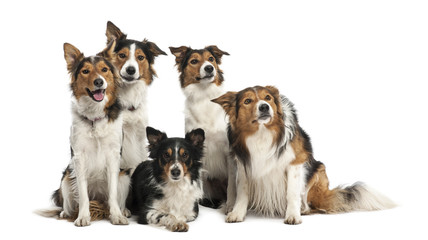 Group of Border Collies against white background