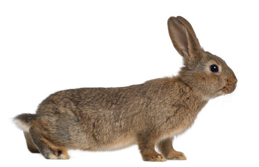 Obraz premium Rabbit against white background