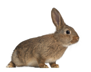 Rabbit sitting against white background