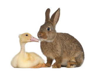 Obraz premium Rabbit sniffing duckling against white background