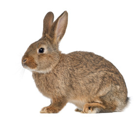 Rabbit sitting against white background