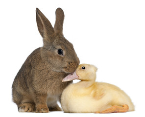 Obraz premium Rabbit sniffing duckling against white background