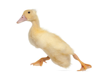 Duckling running against white background