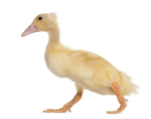 Duckling running against white background