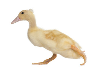 Duckling running against white background