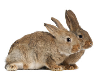 Two rabbits against white background