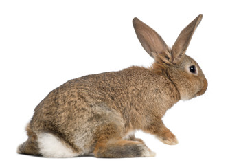 Rabbit against white background