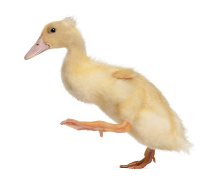 Duckling running against white background