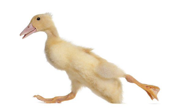 Duckling running against white background