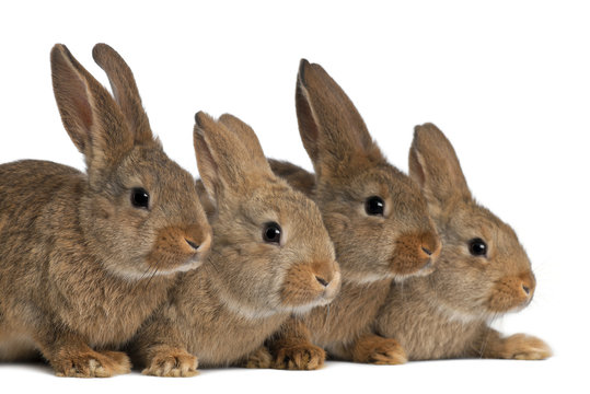 Four rabbits against white background