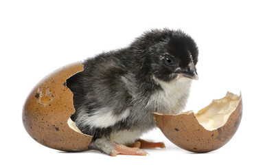 Marans chick, 15 hours old, standing in the egg - obrazy, fototapety, plakaty