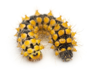 Caterpillar of Giant Peacock Moth, 15 days old, Saturnia pyri