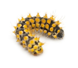 Caterpillar of Giant Peacock Moth, 15 days old, Saturnia pyri