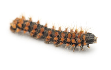 New born caterpillar of Giant Peacock Moth, Saturnia pyri