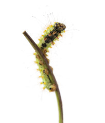 Caterpillar of the Giant Peacock Moth on stem, Saturnia pyri