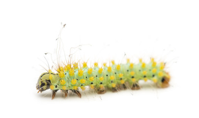 Caterpillar of the Giant Peacock Moth, Saturnia pyri